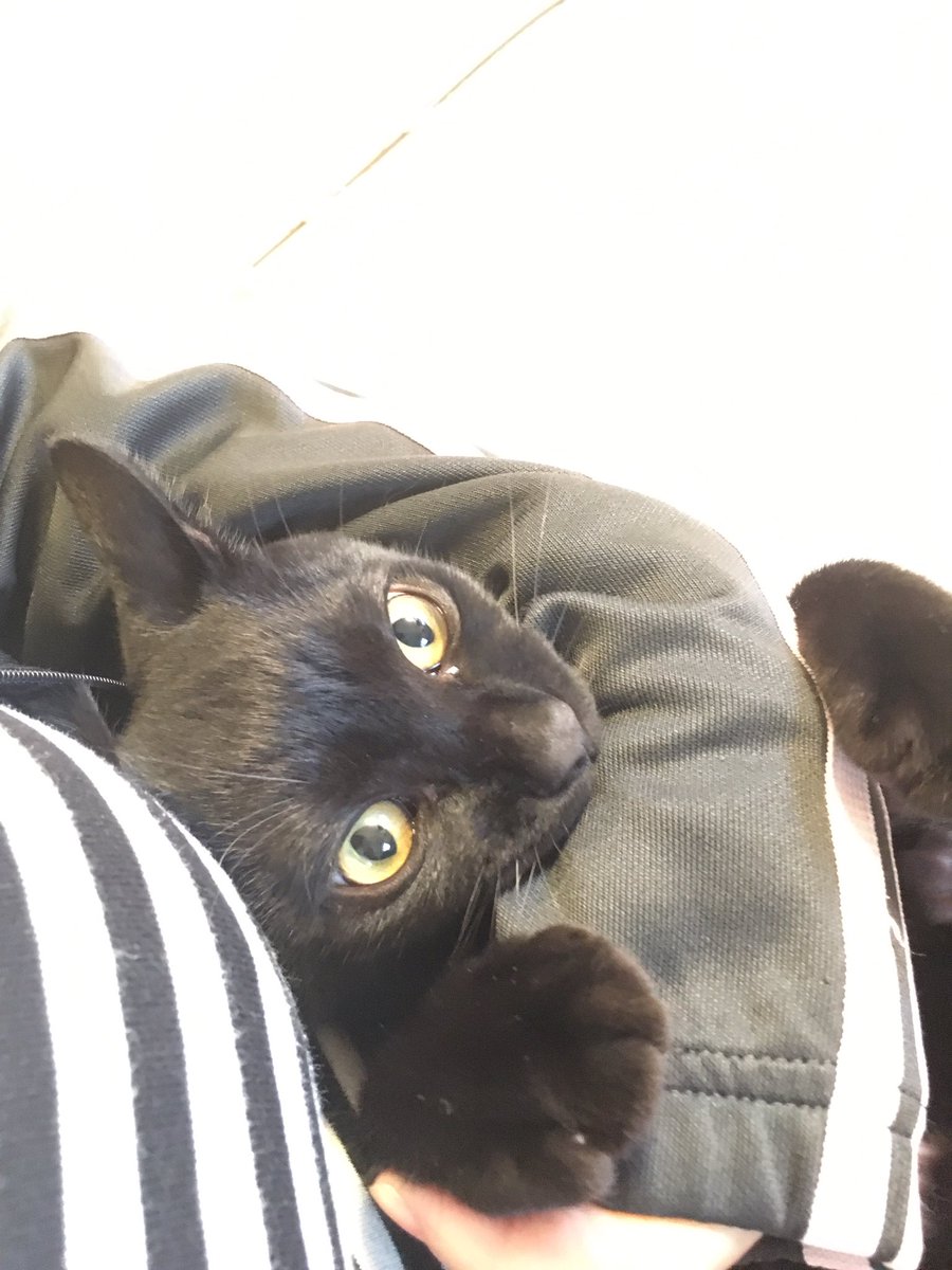 しおやてるこ Twitterissa くろすけが膝の上でゴロゴロ言いながらしつこく腕に絡んでくる刑に処される やりたい放題 痛いwww でもこの獲物を狙うハンターの目つき 綺麗だし凄いかっこいい 黒猫