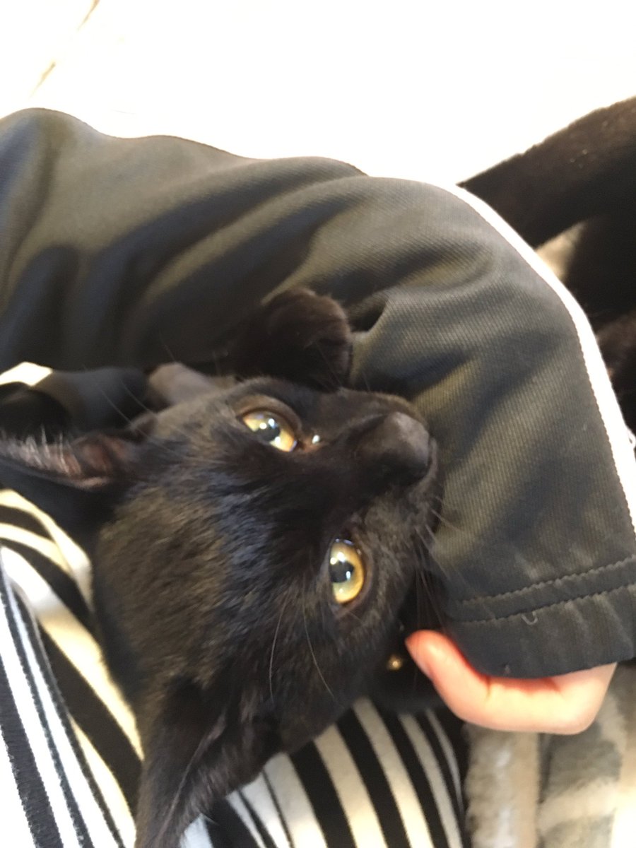 しおやてるこ Twitterissa くろすけが膝の上でゴロゴロ言いながらしつこく腕に絡んでくる刑に処される やりたい放題 痛いwww でもこの獲物を狙うハンターの目つき 綺麗だし凄いかっこいい 黒猫