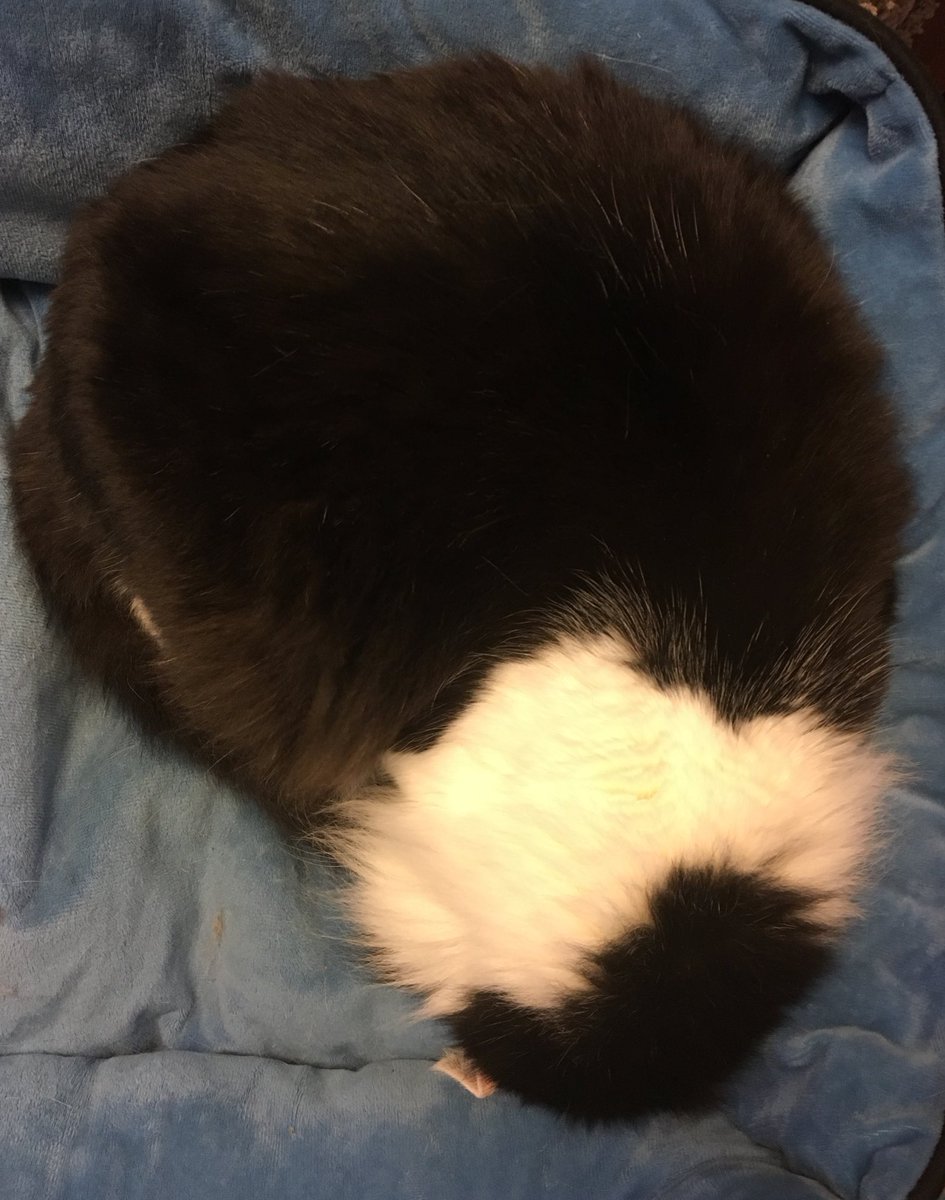 Bryan Dechart (@BryanDechart) on Twitter photo 12/12/2018 00:52:11 Him Igz. Him Igz.