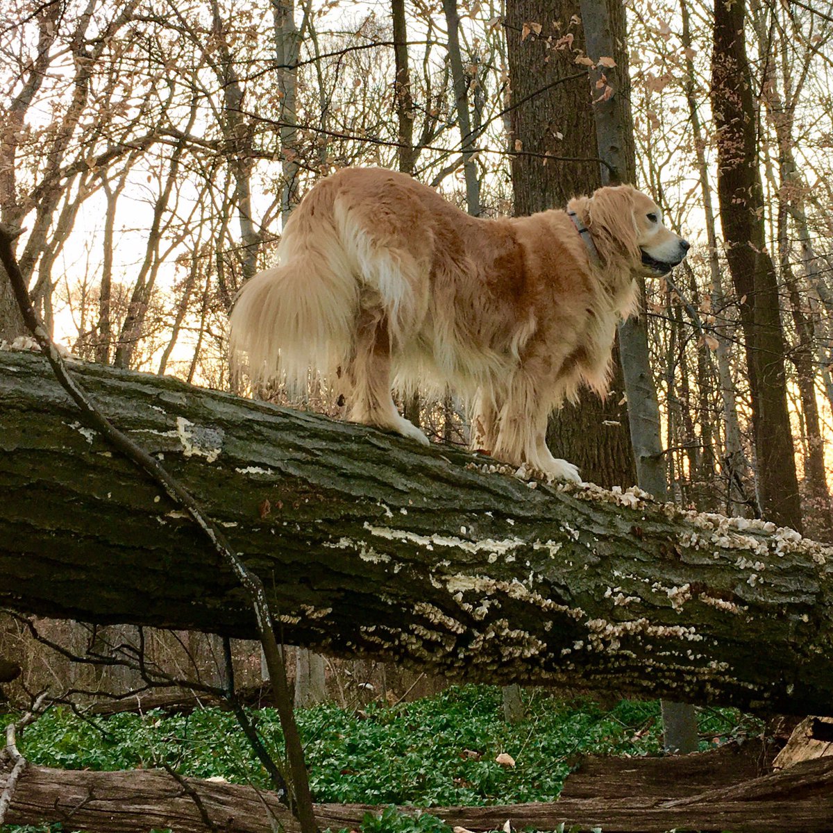 Hopper Dog tweet media