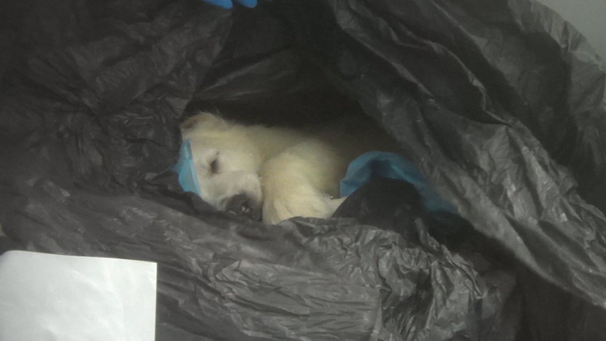 Hsus petland store