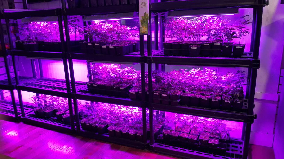 ShoppePot's tweet photo. Clones are looking great!!

#thepotshoppe #mrwhite #canadaweed #cannabis #weedgirls #weedporn https://t.co/hbn8RryaUE