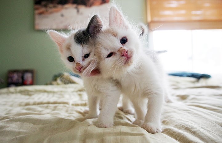 bestfriends's tweet image. We need your help. Yes, you! From #Houston to #LA, we're in desperate need of foster families in cities across the country. Please, if you can, consider becoming a foster parent. We need your help to #SaveThemAll and make the nation #NoKill2025. Sign up: bit.ly/2GaL6VV.