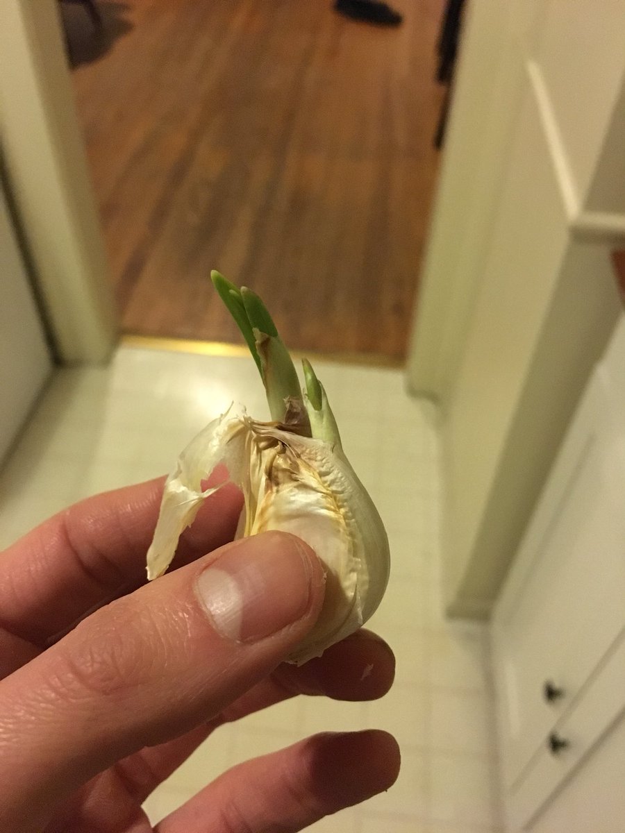 joefic's tweet photo. Typical, I can’t keep any of my house plants alive but my garlic plant is flourishing! https://t.co/TaXIdH6Chz
