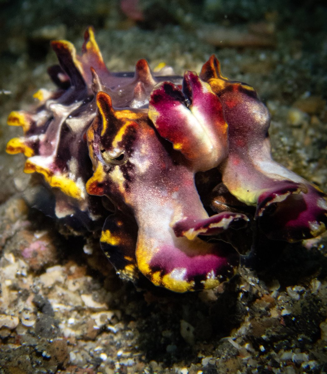 SolitudeFleet's tweet photo. The Flamboyant Cuttlefish. This favourite critter among divers can be found in both of our Resorts - Anilao and Lembeh! The questions is...Which resort should I choose first? #scubadiving #SolitudeLiveaboards #SolitudeLembeh #SolitudeAcacia https://t.co/nrpsOTlbkg