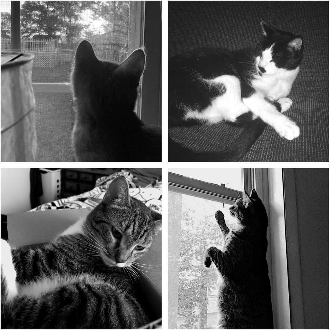 D34FC4T's tweet photo. Here’s a photo of the kitties! Corinne had to borrow one of Emily’s cause she doesn’t have a cat :/ https://t.co/H7RdRc5F4H