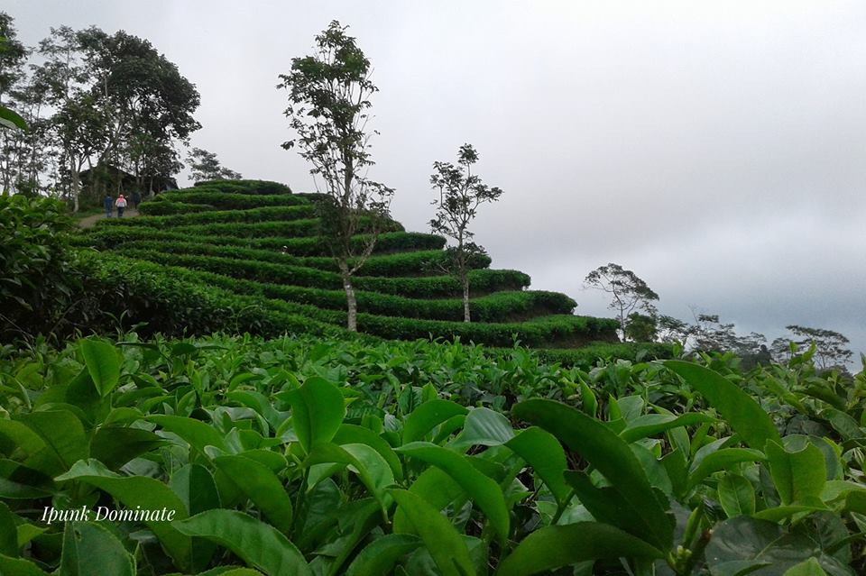 watespahpoh's tweet image. Kebun teh Nglinggo, Samigaluh, saat mendung. Sekarang makin bagus. Ingat betul beberapa tahun lalu ke sana masih krakal batu kuning. Foto: Ipunk Dominate #MampirKulonProgo
