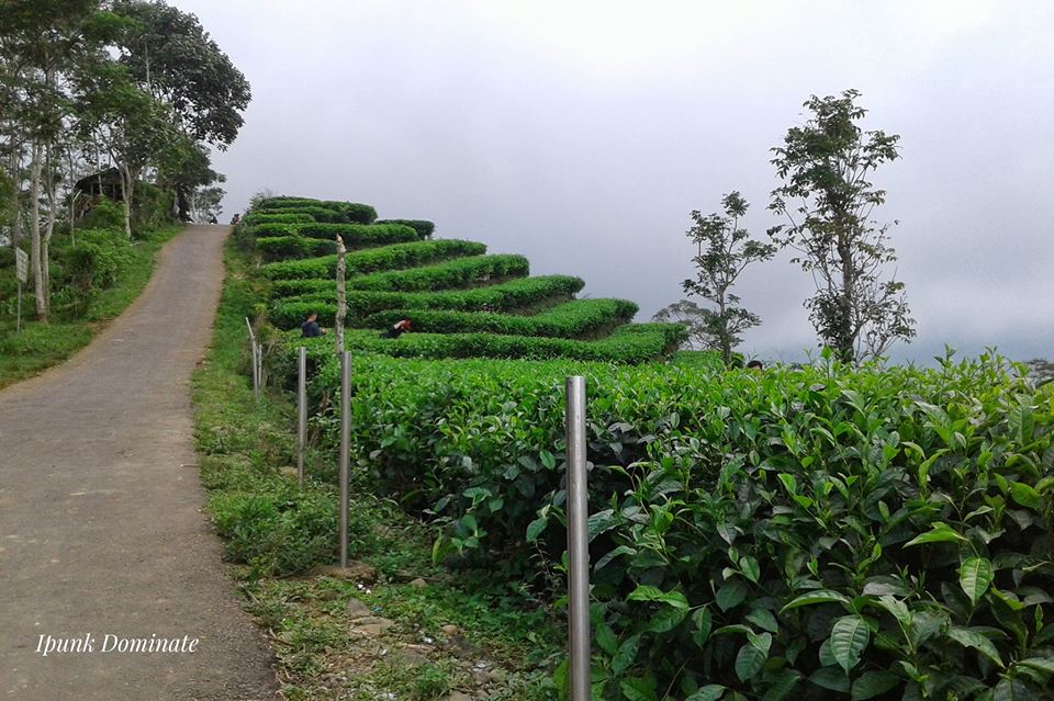 watespahpoh's tweet image. Kebun teh Nglinggo, Samigaluh, saat mendung. Sekarang makin bagus. Ingat betul beberapa tahun lalu ke sana masih krakal batu kuning. Foto: Ipunk Dominate #MampirKulonProgo