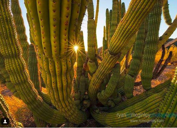 ArizonaCapture's tweet photo. https://t.co/RXeu8GU5W8                                        
#Arizona #optoutside #ExploreMore #photographyislife #Southwest #Phoenix #desert #photography #photoftheday #exploreaz #arizonahighways #adventurenthusiasts #visitarizona #hike #theoutbound #explorearizona #sunset https://t.co/2p6WLZwg7X
