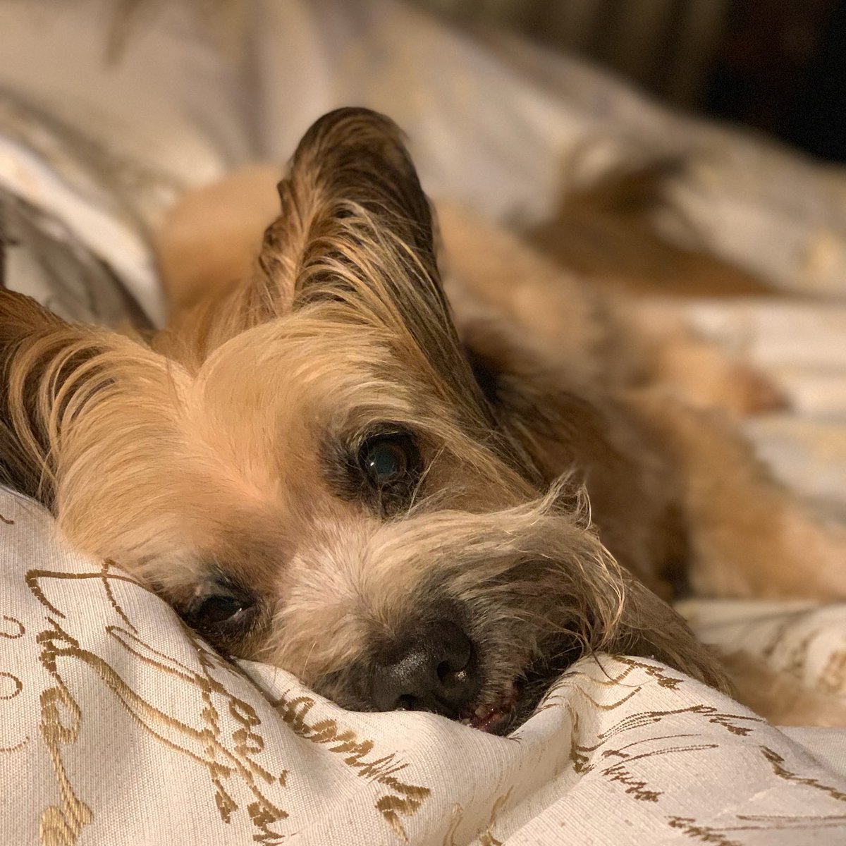 ClassyGreen's tweet photo. Tipper Tuesday. Hey ladies!!!
#wheatable #wheatenterrier https://t.co/PvPNwuvSt6