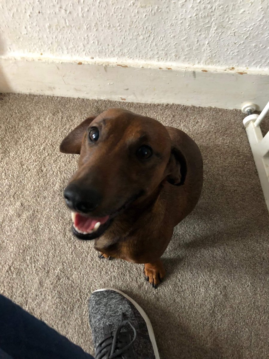 MissingPetsGB's tweet photo. 🐕SQUIDGE is a male #dachshund who has #missing since 7 December from Wallace Road, #Ipswich #Suffolk
#IP1
Squidge is chipped and it's so cold out now, need to get him home as soon as possible.
#LostDog
#missingdog 
#ScanMe https://t.co/YGQb1RblA6