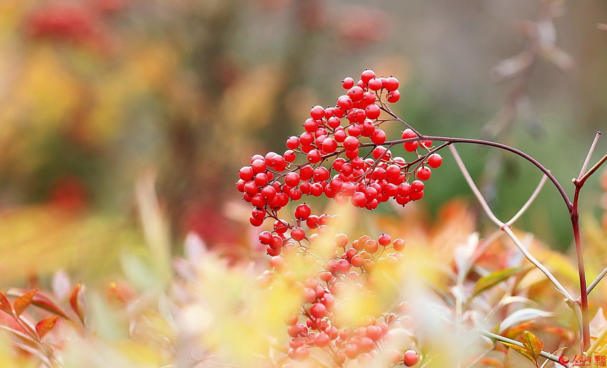 人民日報people S Daily 寒冬裏南天竹紅紅火火 南天竹酷似可愛的小西紅柿 那圓潤的皮膚像極了小姑娘的臉 紅的吹彈可破 好像你稍微碰一下 就會流出淚來 讓人憐憫愛惜 又像是一襲紅裝 青春靓麗 隨風起舞的美少女 把冬天裝扮的紅紅火火 分外妖娆 人民日報people S Daily 寒冬裏南天竹紅紅火火 南天竹酷似可愛的小西紅柿 那圓潤的皮膚像極了小姑娘的臉 紅的吹彈可破 好像你稍微碰一下 就會流出淚來 讓人憐憫愛惜 又像是一襲紅裝 青春靓麗 隨風起舞的美少女 把冬天裝扮的紅紅火火 分外妖娆