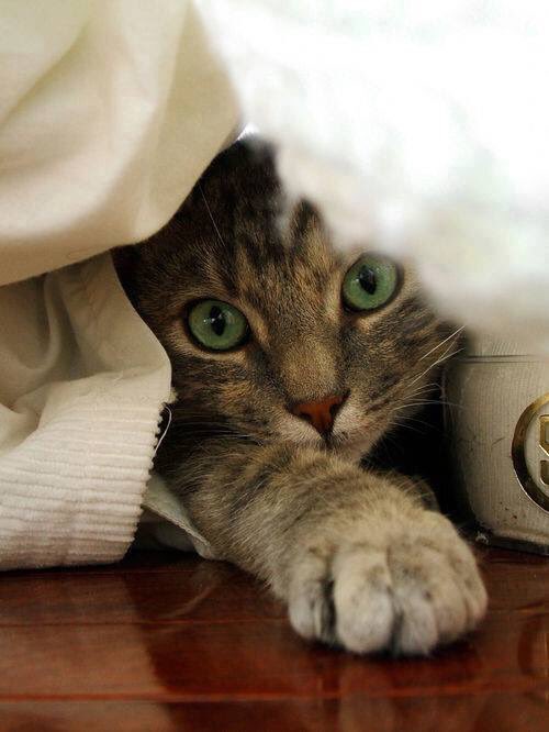 Biz tanımadığı insana gülümsemenin 
Kedi sevmenin
Renkli kalemlerin
Mutlu ettiği insanlarız; 
Bizden zarar gelmez...