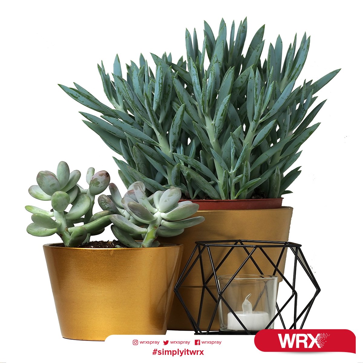 How about designing flowerpots? 🌸 You can choose gold colors for modern look.✨ #wrxspraypaint #wrxtrade