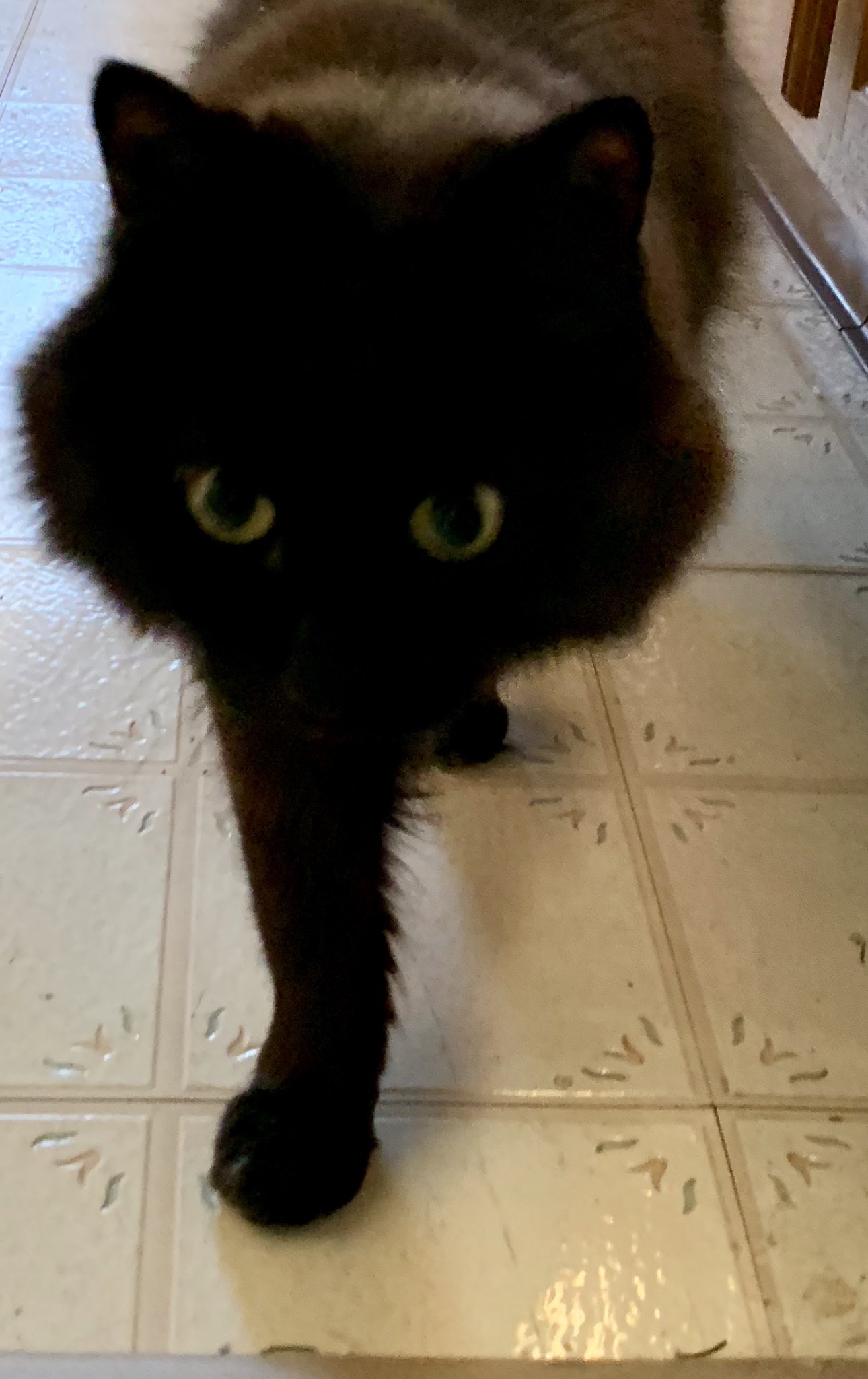 しんコロ しゃべるねこ しおちゃん