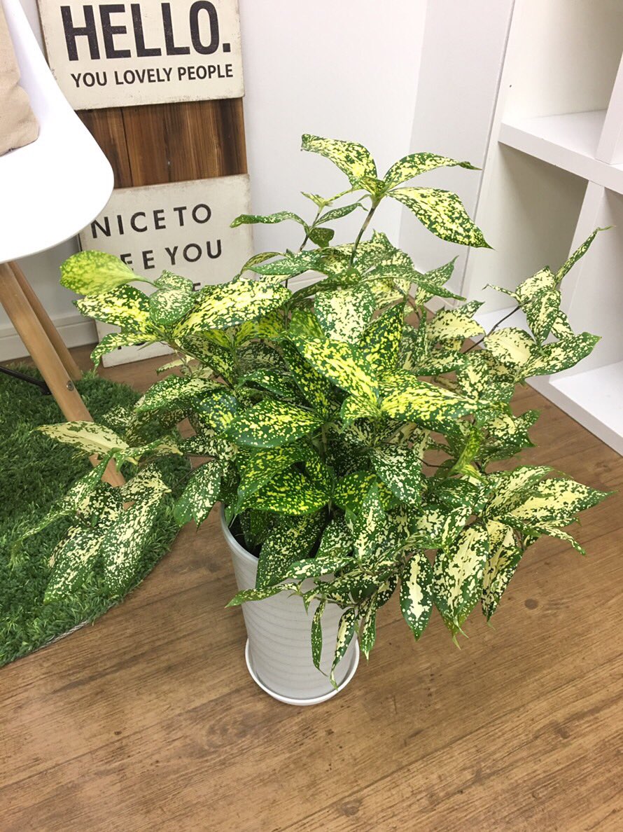 観葉植物のお店 E Ran En Twitter ドラセナ ゴッドセフィアナ入荷 観葉植物 観葉植物インテリア 観葉植物鹿児島 観葉植物イーラン 一点物 部屋 グリーンインテリア プレゼント 風水 観葉植物専門店e Ran 楽天https T Co Djp63gak7n 自社https T Co