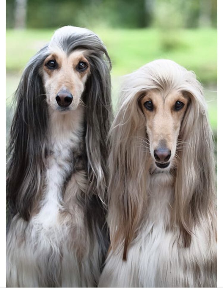 TheGilmourGirl's tweet photo. And oh my god 🤣🤣🤣 here are @josiahcarter_ (L) and @Kate_Chastain (R) if they were dogs. I’m crying 🤣 #BelowDeck #dogs #FavoriteTeamEver #DreamTeam #onpoint https://t.co/C5hI12LuY1