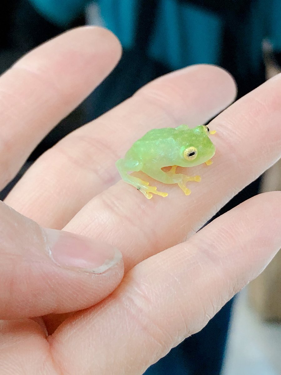 爬虫類倶楽部 大宮店 フライシュマンアマガエルモドキ かっ かわいい 透けてるカエルは意外といるし みんな大げさな と思っていたらやられました その秘密は目の位置 他のカエルよりも正面についているので 表情が独特になります 首を傾げる