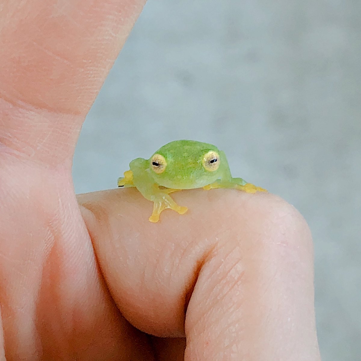 Twitter இல 爬虫類倶楽部 大宮店 フライシュマンアマガエルモドキ かっ かわいい 透けてるカエルは意外といるし みんな大げさな と思っていたらやられました その秘密は目の位置 他のカエルよりも正面についているので 表情が独特になります 首を