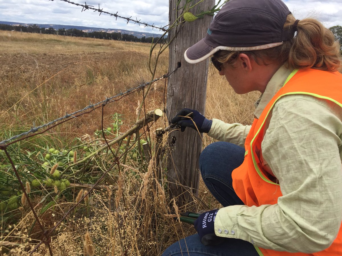 LandcareTeele's tweet photo. Like the cut and paste method rather than the break your back and pull method! Less cotton bush along the roadside in the @shireofsj with @LandcareSJ https://t.co/W0yZWDhxhT