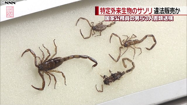 ライブドアニュース A Twitter 郵便物として配送 毒針もつ マダラサソリ 譲渡 男3人を書類送検 T Co Ubpriprp8a 国家公務員の男が25匹をネットに出品 音楽家の男が落札し 繁殖させて販売したものを派遣社員の男が飼育していた