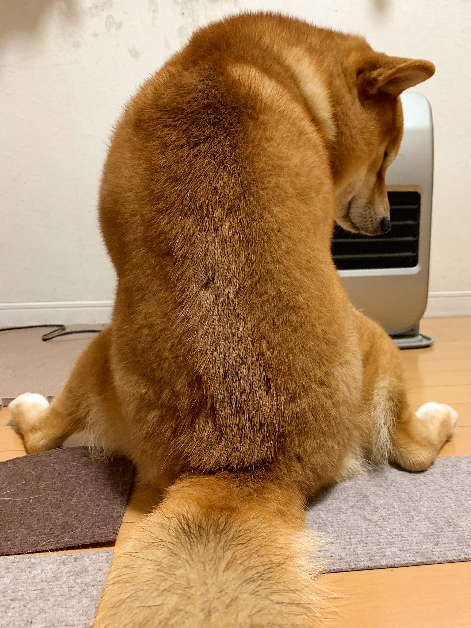 モモンガを飼ってる というと 100 飛ぶの と聞かれるので証拠映像を置いておきます えのげ モモンガを飼ってる というと 100 飛ぶの と聞かれるので証拠映像を置いておきます えのげ