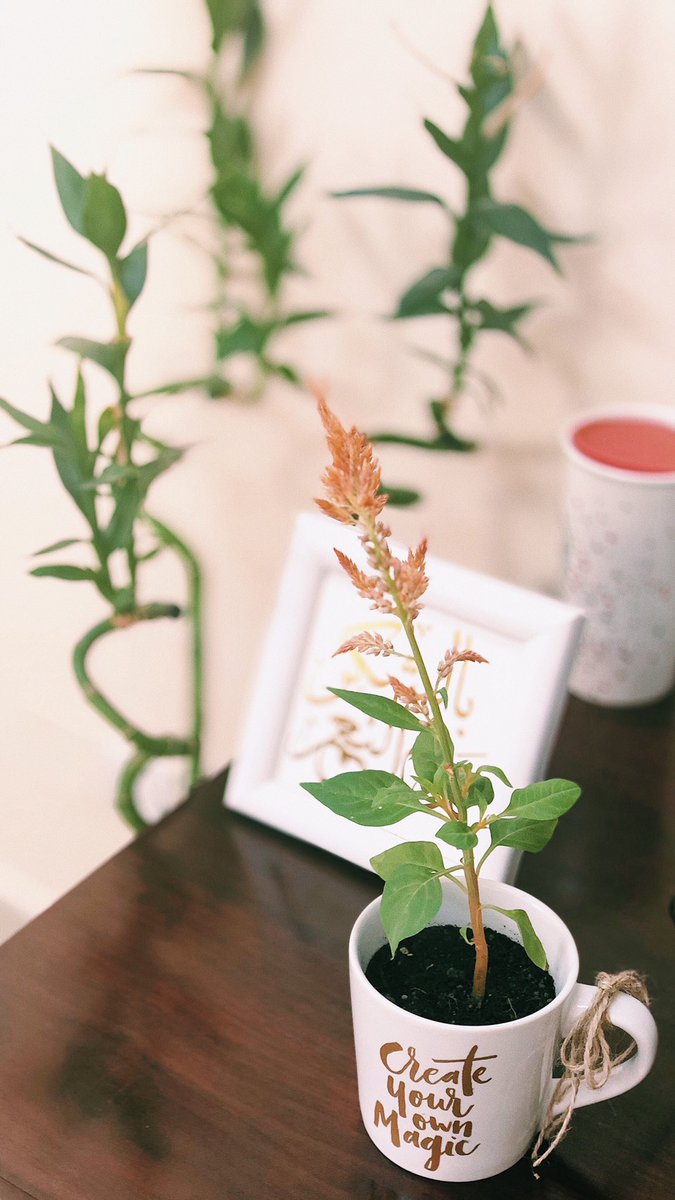 كادت أن تكون الحياة عبئًا ثقيلًا جدًا ..
لولا وجودك 💙 #AB 
النباتات الجميلة من <a href="/NabtahStore/">متجر نبتة 🌵</a> 🌱🌵