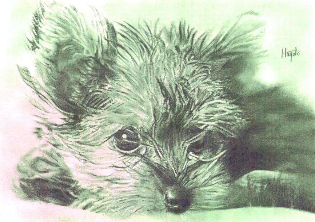 Hayato 今度は鉛筆で子犬を描いてみました 鉛筆画 デッサン 模写 動物画 子犬 T Co R7fmdjbgvl Twitter Hayato 今度は鉛筆で子犬を描いてみました 鉛筆画 デッサン 模写 動物画 子犬 T Co R7fmdjbgvl Twitter