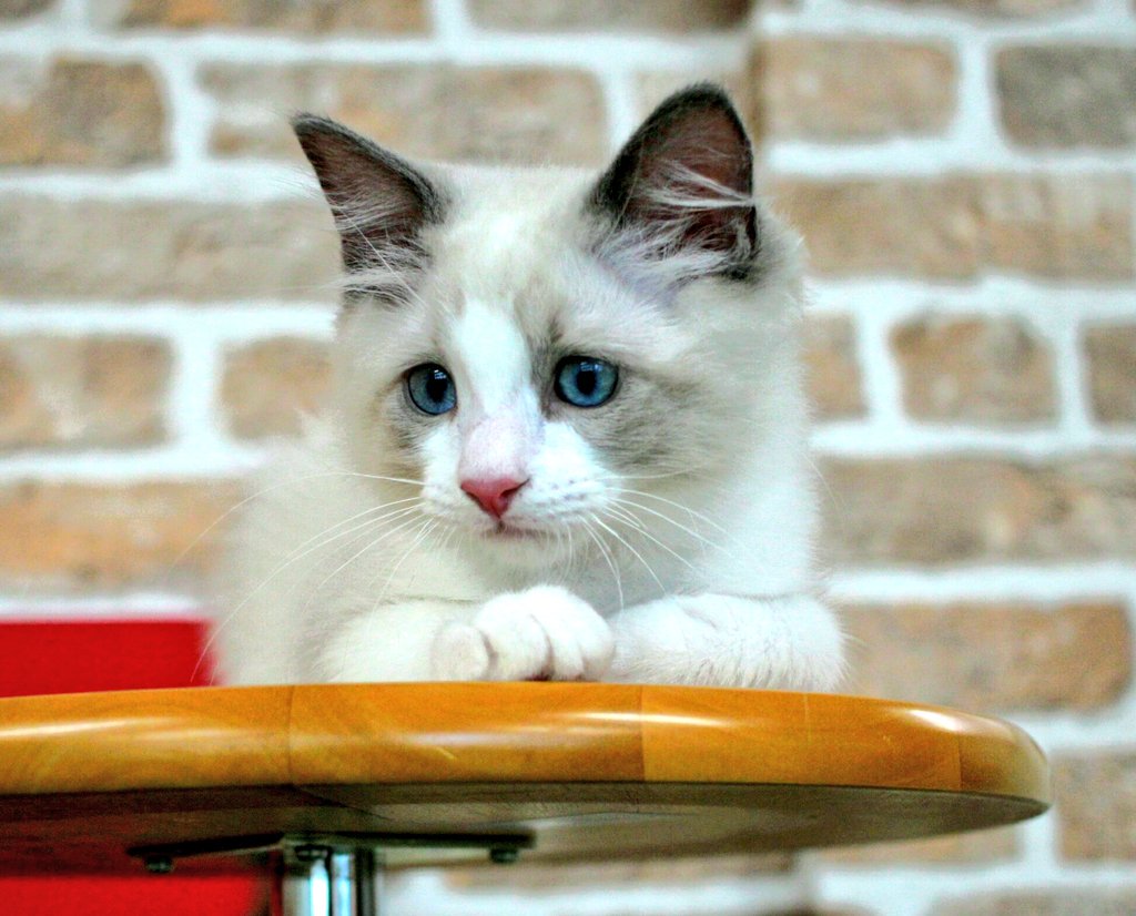 ねこも 小さい頃タレ目がチャームポイントだったミロくん キリリと成長して あの可愛いタレ目 はどこへ行ったの と思っていましたが 最近なんだかタレ目が復活し出したような 1枚目 幼き頃 2枚目 凛々しく成長したミロくん 3 4枚目 今日のミロ