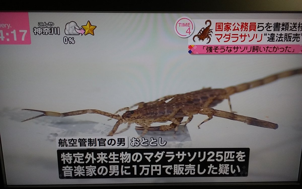 マダラサソリ マダラサソリ