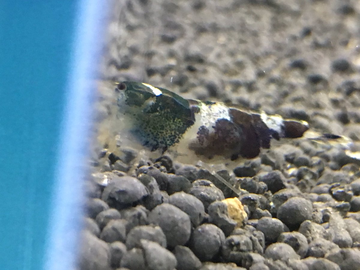 Crow Shrimp ゼウスシュリンプとして飼った蝦達はバンブルビーとは違い抱卵してるのが分かりにくい 次は稚エビを見たいね 1枚目がバンブルビー