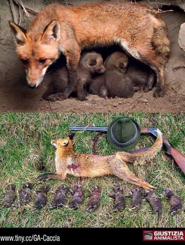 Önce böyle çekip, sonra 2. Fotoğrafı çekene ne denir? 
Sonra buna "spor" diyenlere ne denir? Bu ne biçim vahşettir... 
#avcılıkspordeğildir