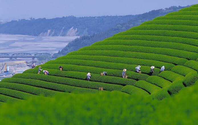 хозяйственная деятельность японии. сельскохозяйство в японии. сельское хозяйство японии. хозяйство сельское хозяйство японии. земледелие в китае.