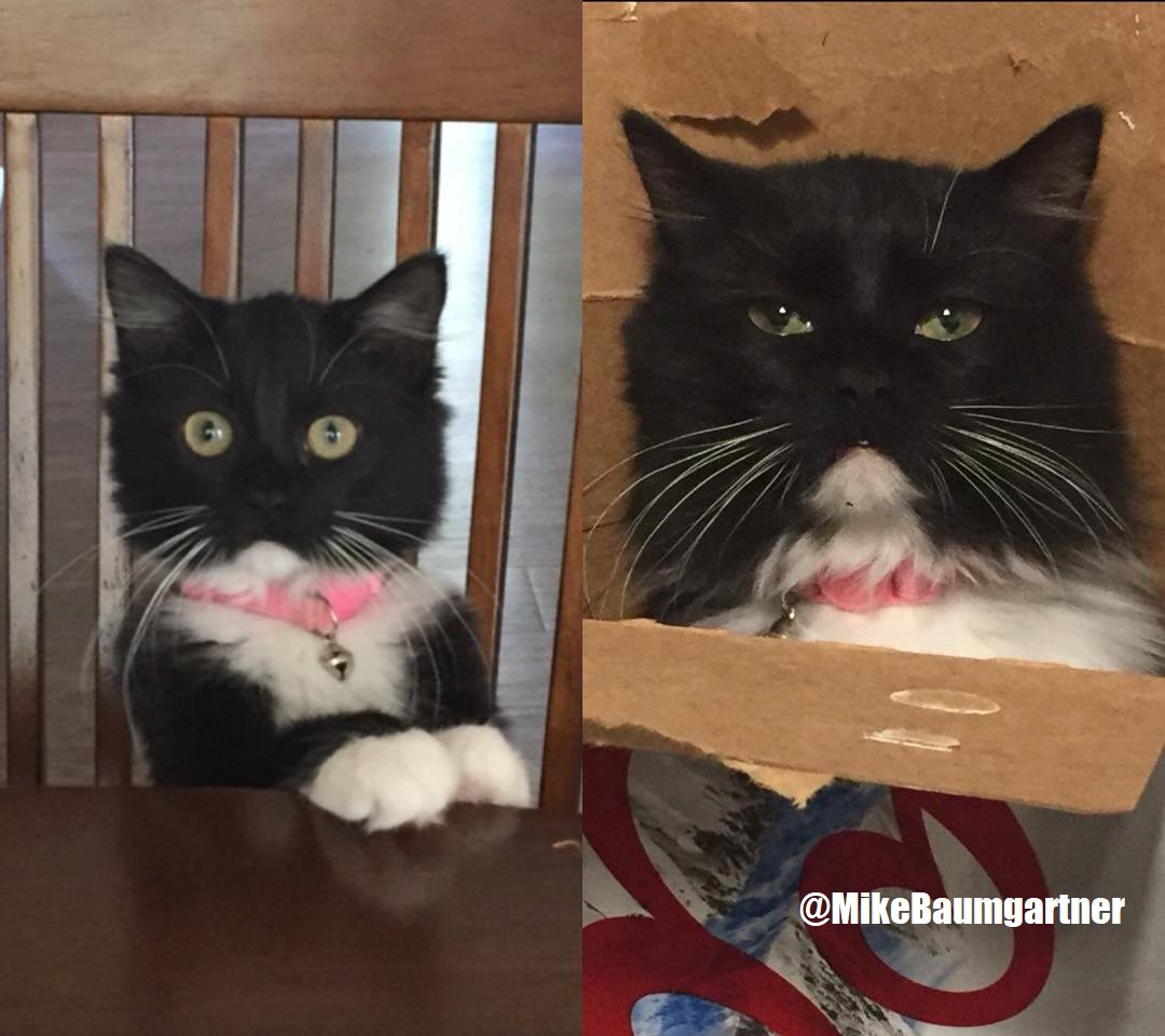 CatsOnCatnip's tweet image. &quot;I guess a lot can change in a year&quot;.