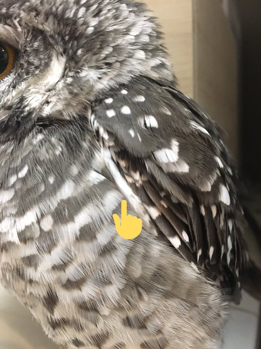 生え際 高画質 のtwitterイラスト検索結果 古い順