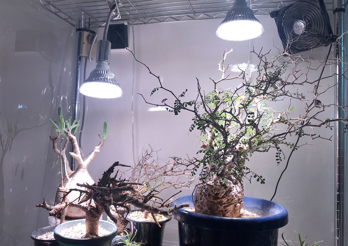 Mofmof7 ブログ更新 植物育成用 白色 ライト Led Plantlight 18w Barrel を買ってみました 室内温室の照明色をナチュラルに 植物育成用led 塊根植物 Caudex 発根管理 室内温室 ビニール温室 Operculicaryapachypus オペルクリ