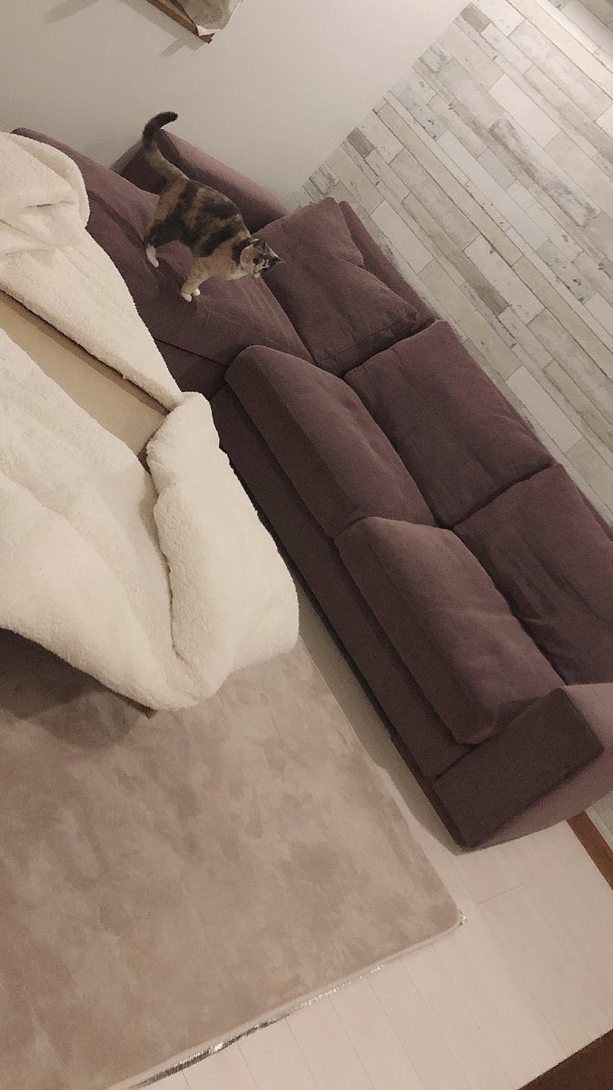 _mi_chimu's tweet image. ちょこん感がかわいすぎるるる🍑