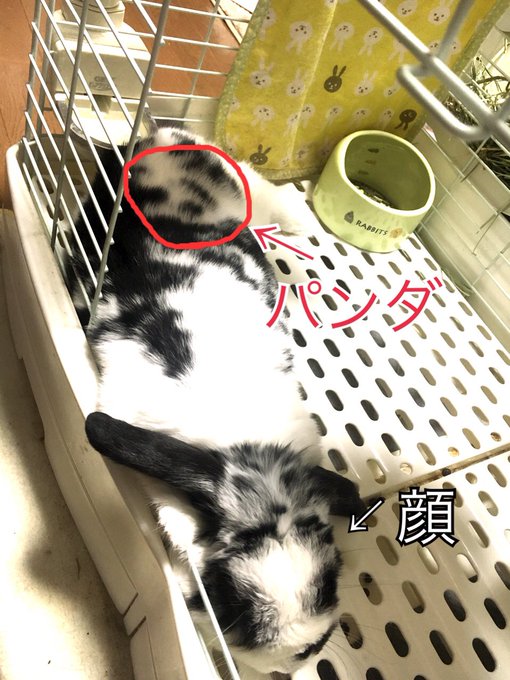 Twitterのコスプレ画像41