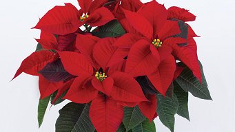 The House of Representatives in 2002 created #NationalPoinsettiaDay to honor the father of the poinsettia industry, Paul Ecke.  The date of December 12 marks the death of Joel Roberts Poinsett, the man responsible for bringing the plant to the United States.