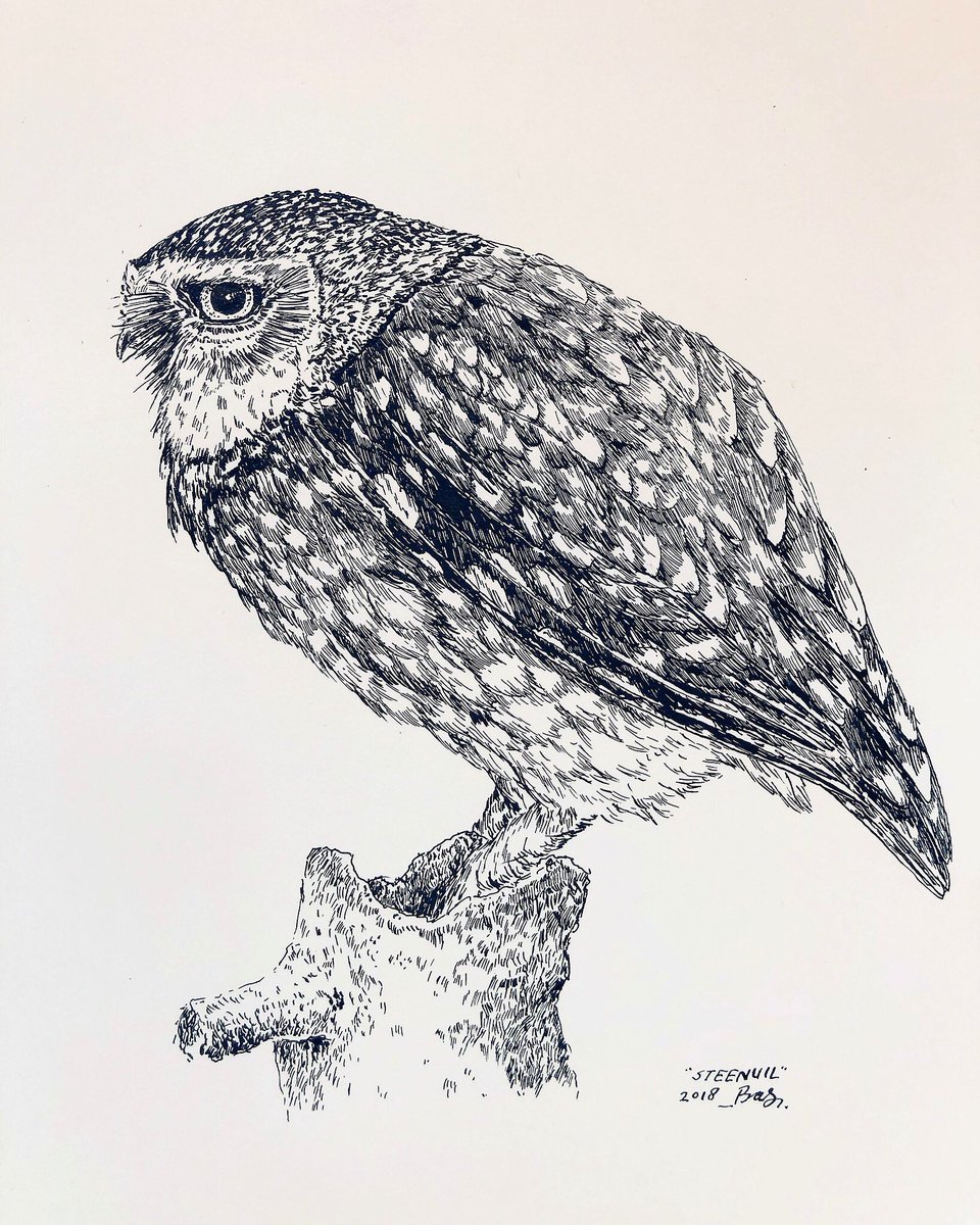 Bas Geeraets على تويتر Van De Volgende Tekeningen Worden Er Per Tekening Gedrukt Gesigneerd En Genummerd Koolmeesjes 75 Uil 75 Bij 75 Mus A3 125 Dm Bij Interesse T Co Lksgyv9olp
