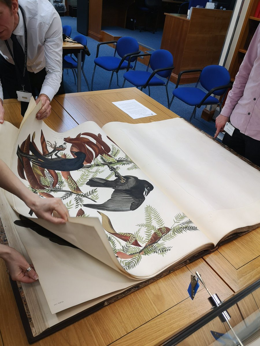 RCPSGheritage's tweet photo. Picking a new Audubon page for display is a tough task! We've turned the page to bring the Turkey Buzzards out for the Christmas season :) 🎅
#heritage #itsturkeytime https://t.co/jFF72yjwNn