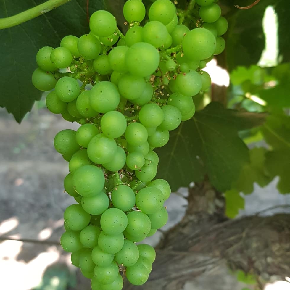 Cuarta oportunidad. Una botella de vino para el primero que identifique la variedad. Una respuesta por persona. Vamos que se puede.