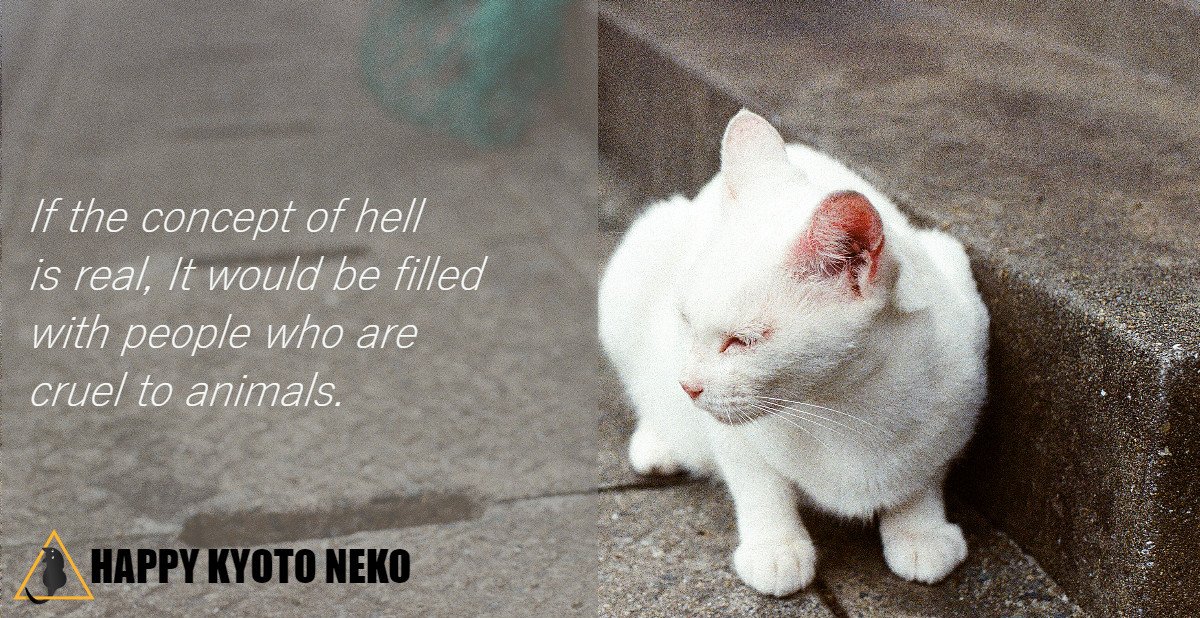 FidelMonaCoin's tweet photo. Never be Cruel to Voiceless &amp; Helpless.
https://t.co/t6KlpsH10v
#happycats #sheltercats #adoptfurryfriends #helpanimals #shelteranimals @Japan_Cat_Net @JapancatNet @cats_of_japan #savekitties #helpfurryfriends #provideshelters #helpspeechless #happykyotoneko https://t.co/wTHDIRBsu2
