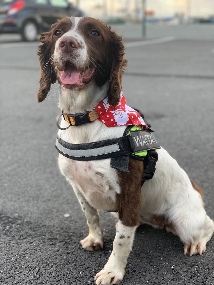 WagtailUK_dogs's tweet photo. Meet Belle &amp; Lexie, 2 of our dogs that will be working over Christmas. Helping to protect UK Borders 24/7 #bordersecurity #usethebest #snifferdogs https://t.co/J6cL13CBhv