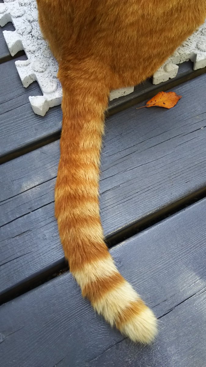 でみyz 今日の猫画像 茶トラの柄のねこは体が大きい子多いかもしれない この子は2歳9ヶ月 しっぽも長いよ 猫 茶 トラ しっぽ