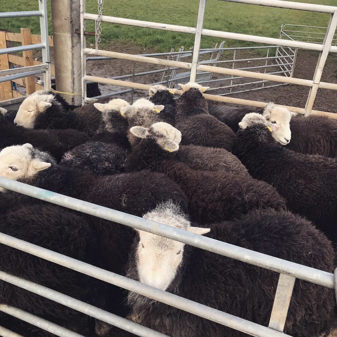 FellsFarmers's tweet photo. Dosing #hoggs up at Lochmaben! Fell farmers crossing borders to keep stock in good shape whilst away wintering on lower ground
🐑
#lakedistrict #lakesworldheritage #cumbria #sheep #alternativerurals https://t.co/hQdyKh4rOg