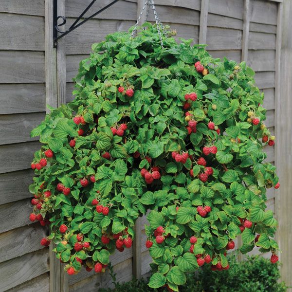 ThompsonMorgan's tweet image. For Win It Wednesday this week we're giving away not one, but 2 plants of our fabulous hanging basket raspberry 'Ruby Falls'® AND a lined hanging basket for you to plant them in! Just like and RT for a chance to win - we'll announce the winner tomorrow! #growfruit #hangingbaskets