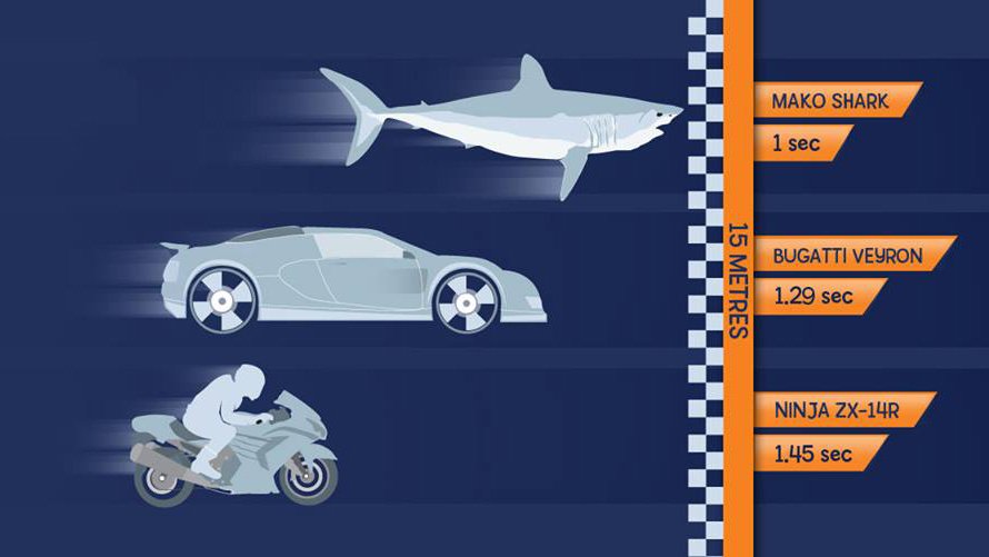 OceanoMonaco's tweet photo. Shark Fact 🦈: The shortfin mako shark, listed on CMS Appendix II in 2008, despite its speed it becomes scarce #SharksMOU #sharksMOS3 #CMSsharks #SharksOntheRock https://t.co/fHEnu7DNYp
