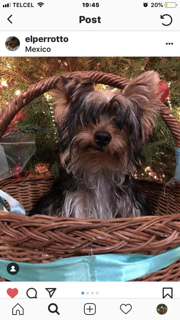 EmilianoBarcelo's tweet photo. Otto, la mascota de la casa, está participando en un concurso por Instagram. El ganador será el que más ‘likes’ 💟 obtenga. Los invito a darle like en su publicación. Aquí la liga:  https://t.co/AaXgLSgHrq… ¡Gracias de antemano! Y por favor RT https://t.co/fqFGq2uNny