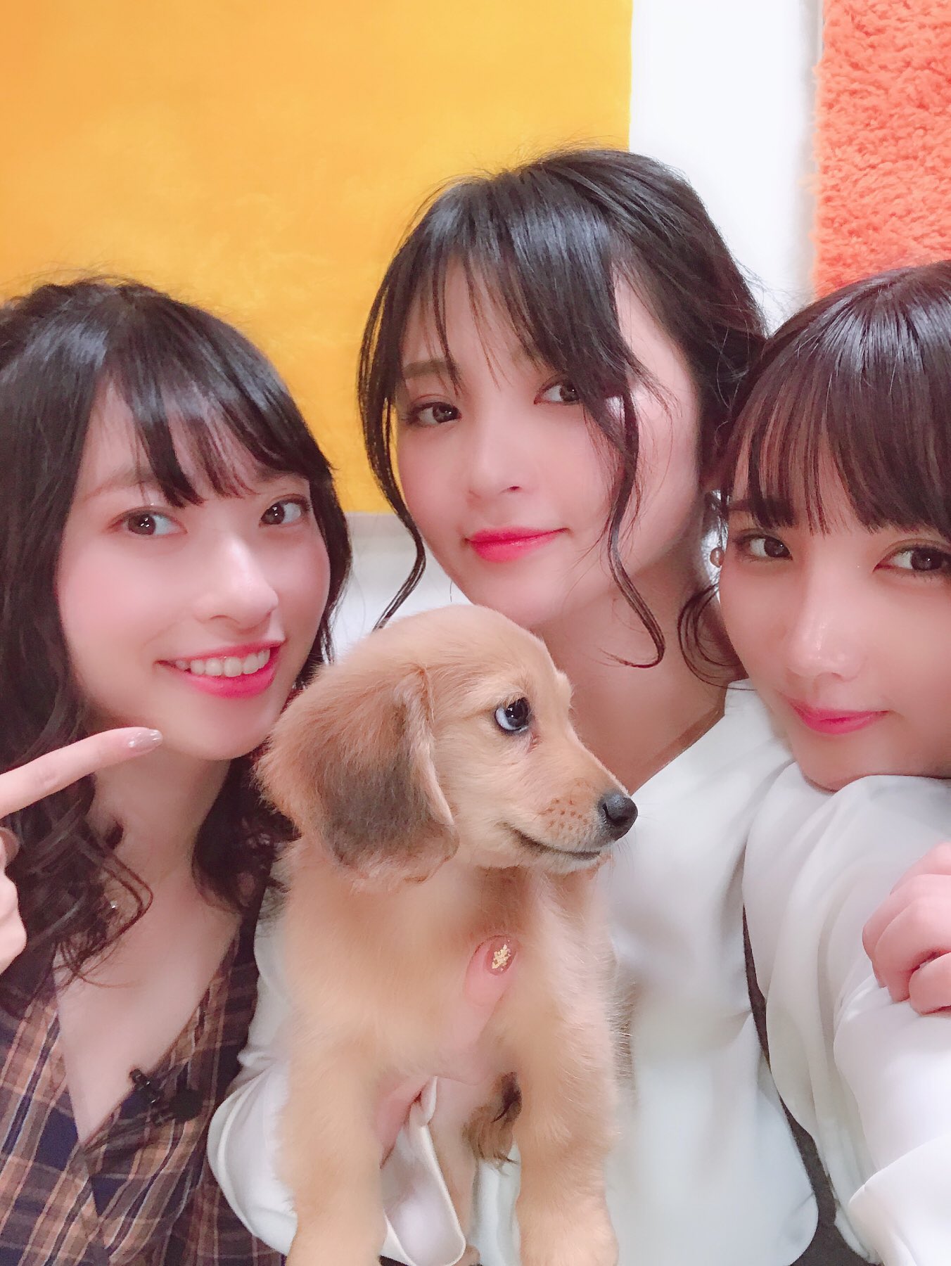 鈴木咲 スイツイ のお犬様達モフモフふわふわで食べちゃいたいくらい可愛かった ハムハムしたい 子犬だけじゃなくて大きい犬とも触れ合いたいなあ大型犬や成猫と昼寝する番組とか どうですか 笑 T Co 3bzjy7guua Twitter